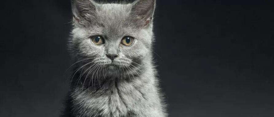 资本化的爱诺宠物医院，莫要一切向“钱”看