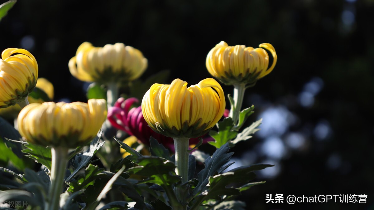 各类花种花语,情人节花语大全给女朋友送花必看