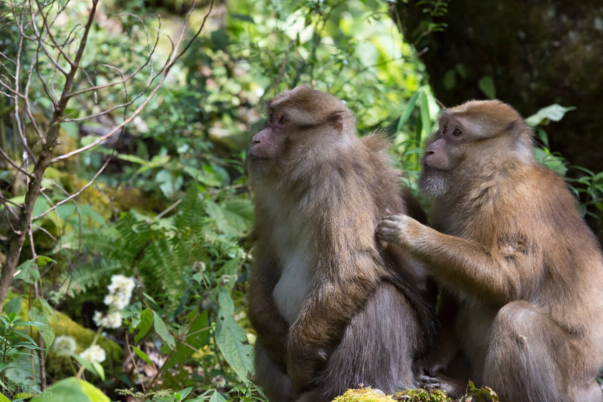 云南最高海拔的茶叶,海拔最高的茶叶产地在哪里