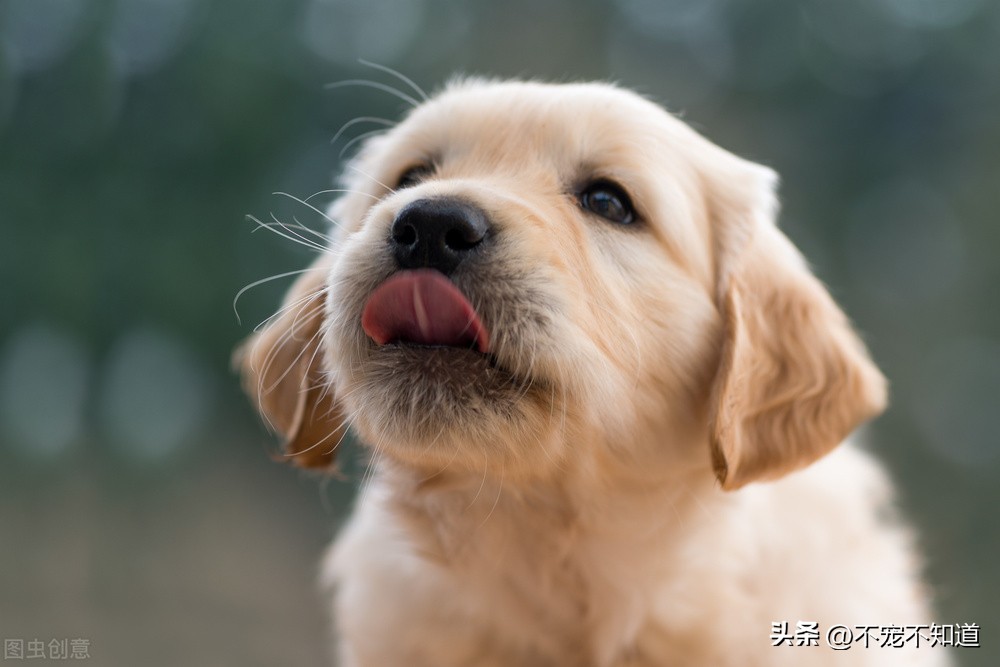 狗狗来生理期怎么办需要注意什么,狗狗不喝水有什么影响