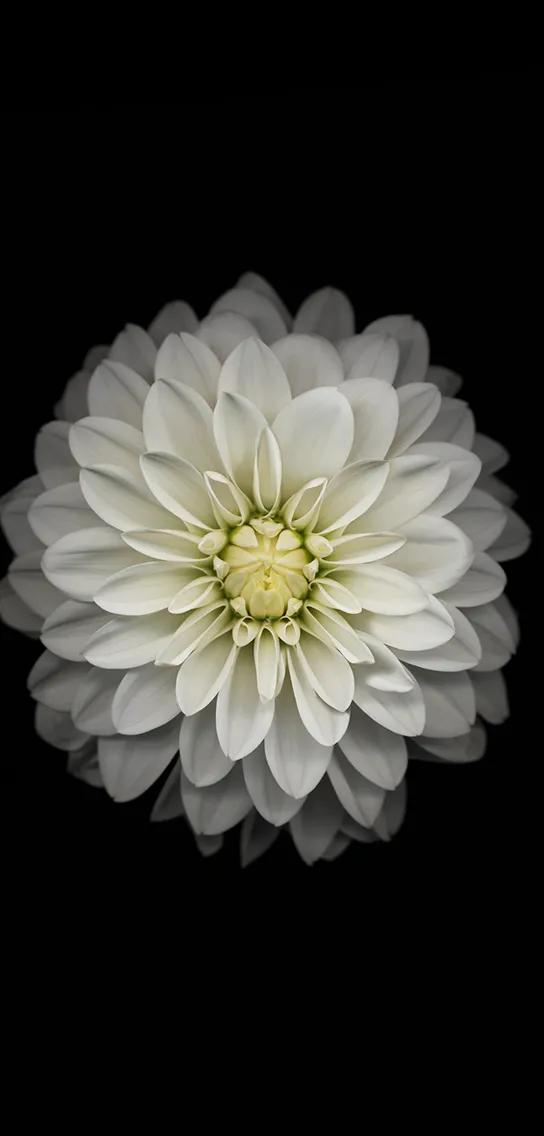 黑白花朵壁纸超清,全屏花朵壁纸无水印黑白