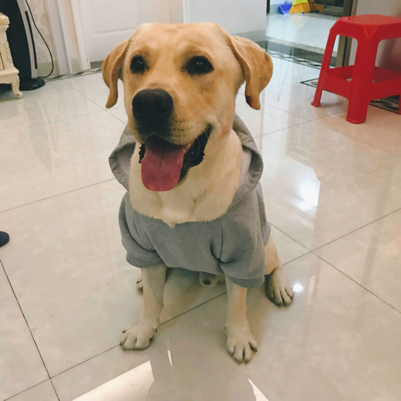 三大无攻击性犬类真的不会咬人吗,秋田犬的五大缺点无攻击性的犬