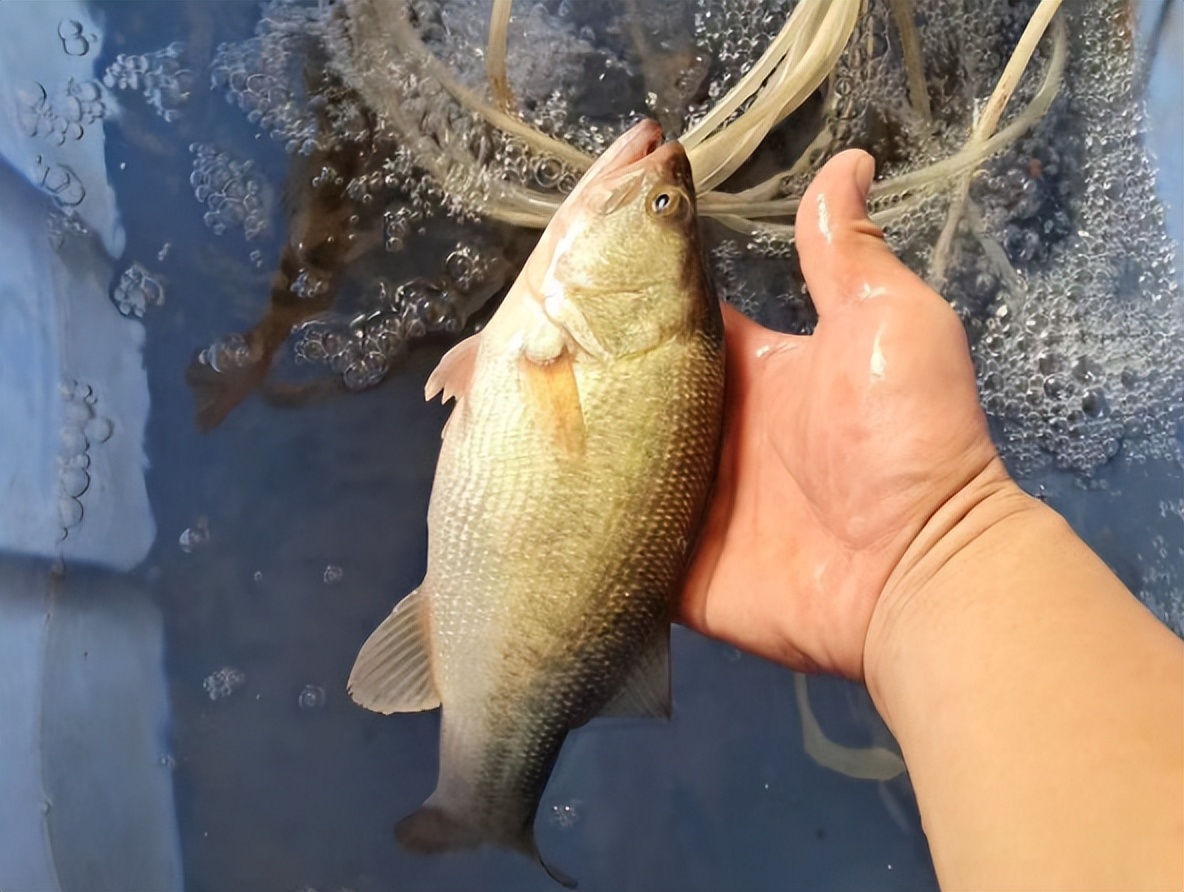 鲈鱼诺卡氏菌病什么季节多,加州鲈鱼诺卡氏病防治
