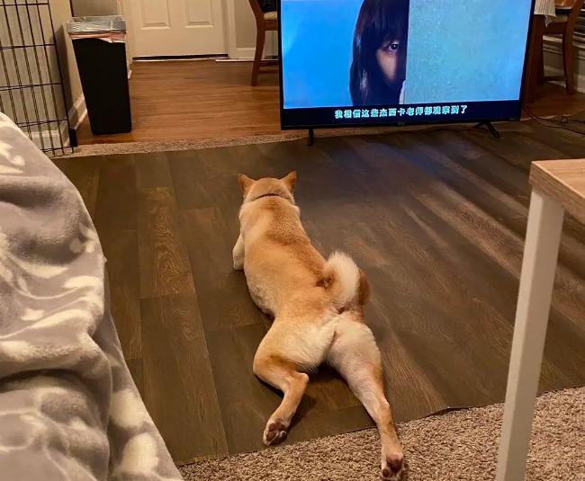 没救了，我家傻狗以为是我“亲生”的