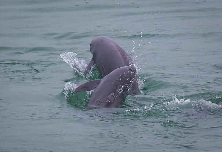 三峡水坝大鱼横行,三峡区出现大量水老虎