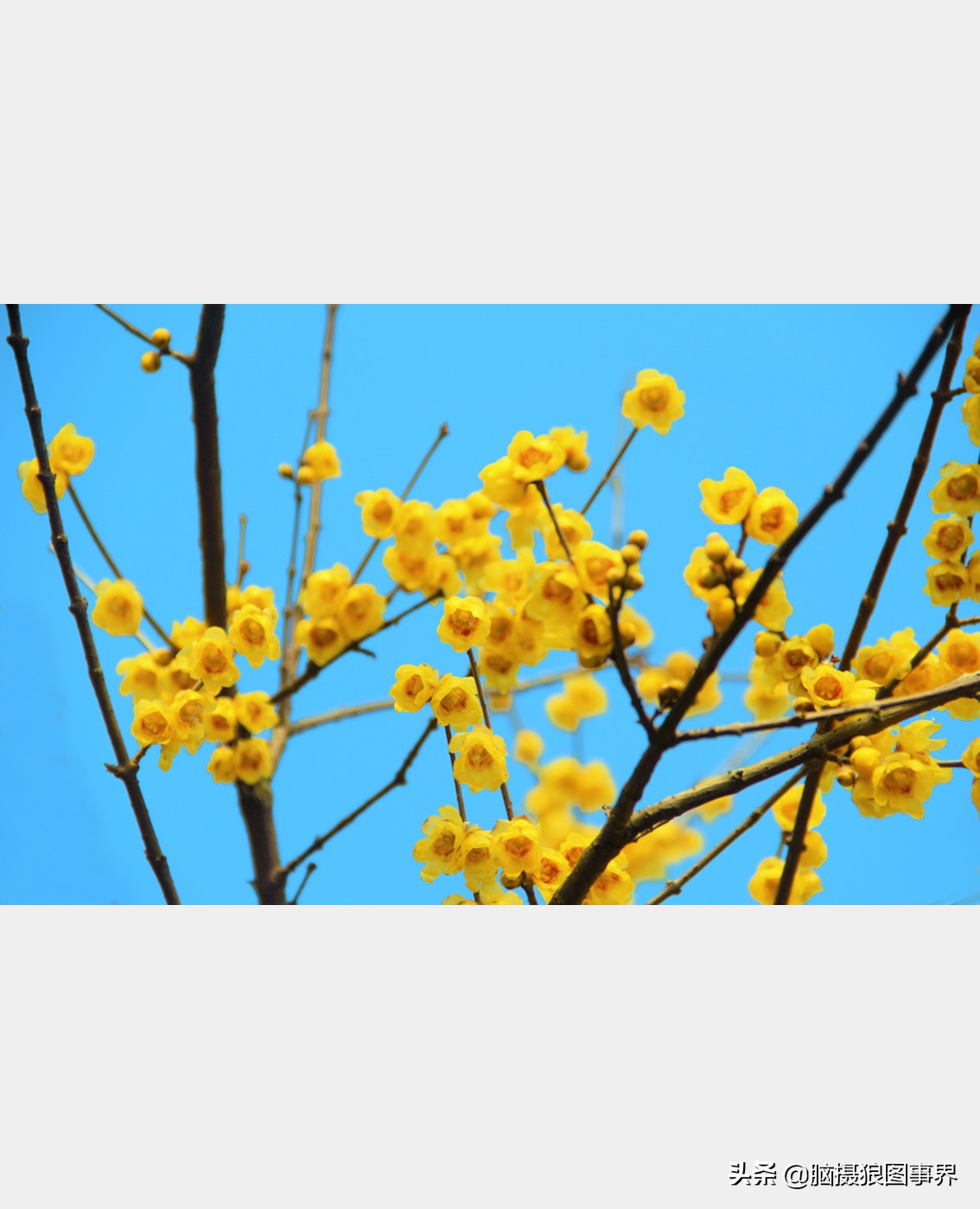 教你几个拍摄腊梅的摄影技巧干货,腊梅花怎样拍照好看