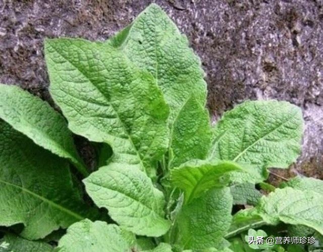 农村常见的“天名精”,用来煮水好处多,生活中帮助过很多人