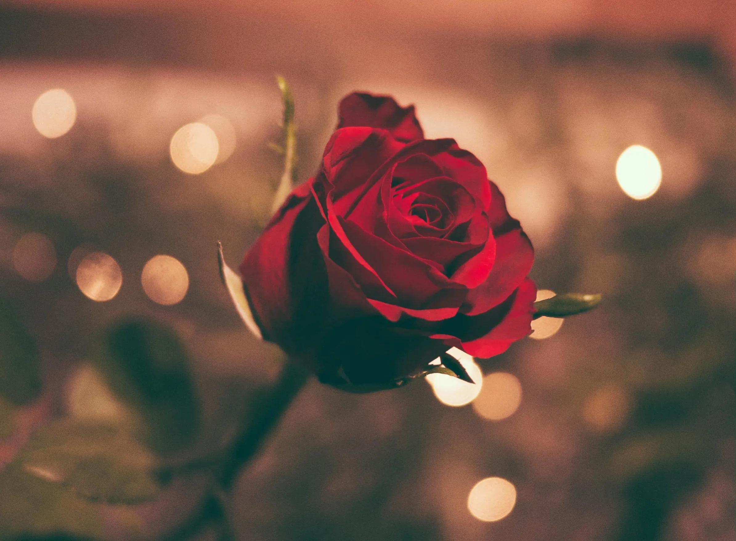 专属于你的520浪漫文案100条,520发朋友圈文案高级感幽默句子