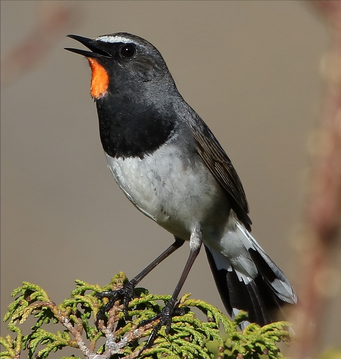 50张最佳鸟类摄影作品,鸟儿大全大图