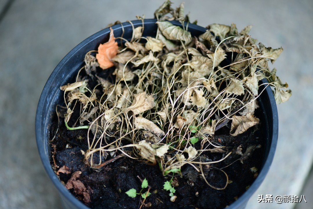 看到你的花园那么惨，我就安心了|园丁