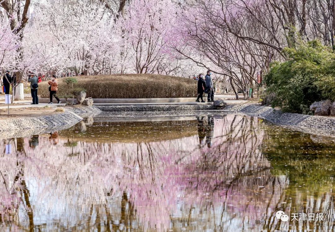天津桃花堤桃花花期多长时间,天津运河桃花节时间表