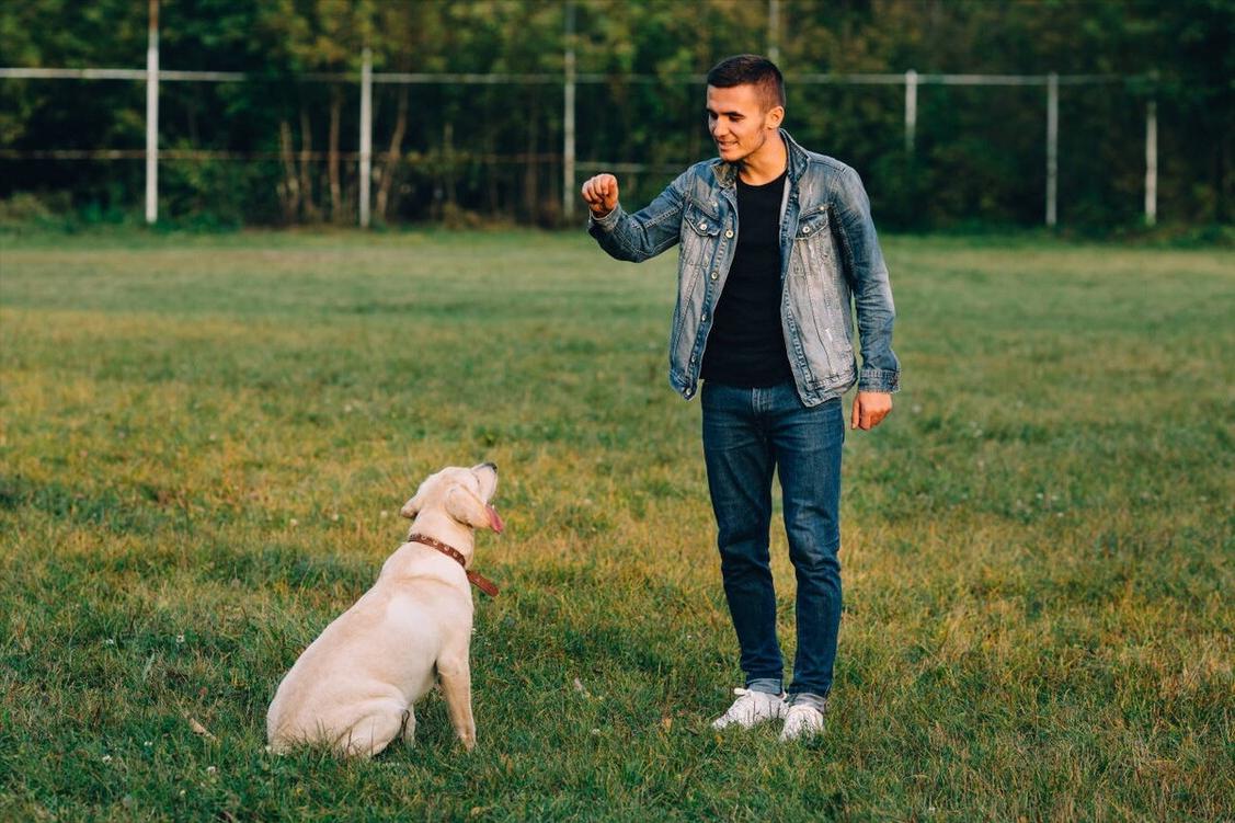 最大的拉布拉多犬,养一只拉布拉多犬真实感受