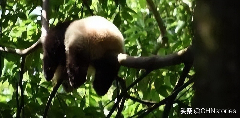 胖达在国外有多受欢迎？日本哭泣相送，比利时差点分裂？