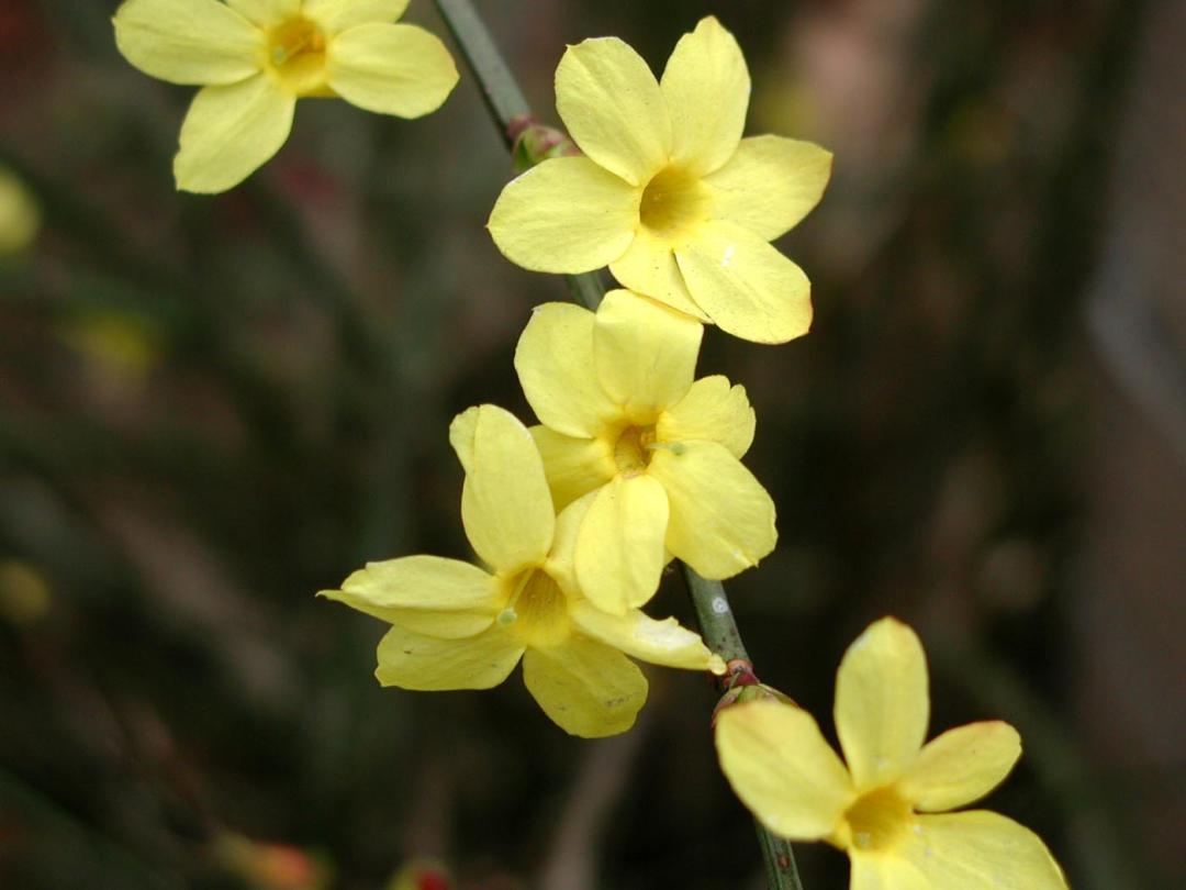 迎春花歌曲,迎春花是什么颜色的