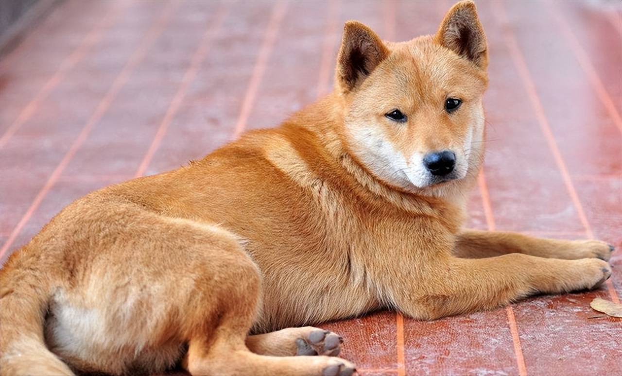 30种常见犬图片,40种常见名犬图片