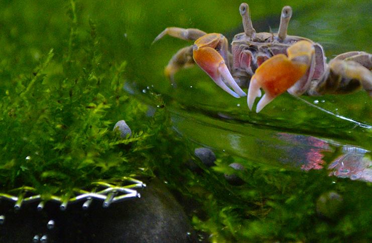 锯缘青蟹养殖用什么盐,锯缘青蟹vs凶狠圆轴蟹