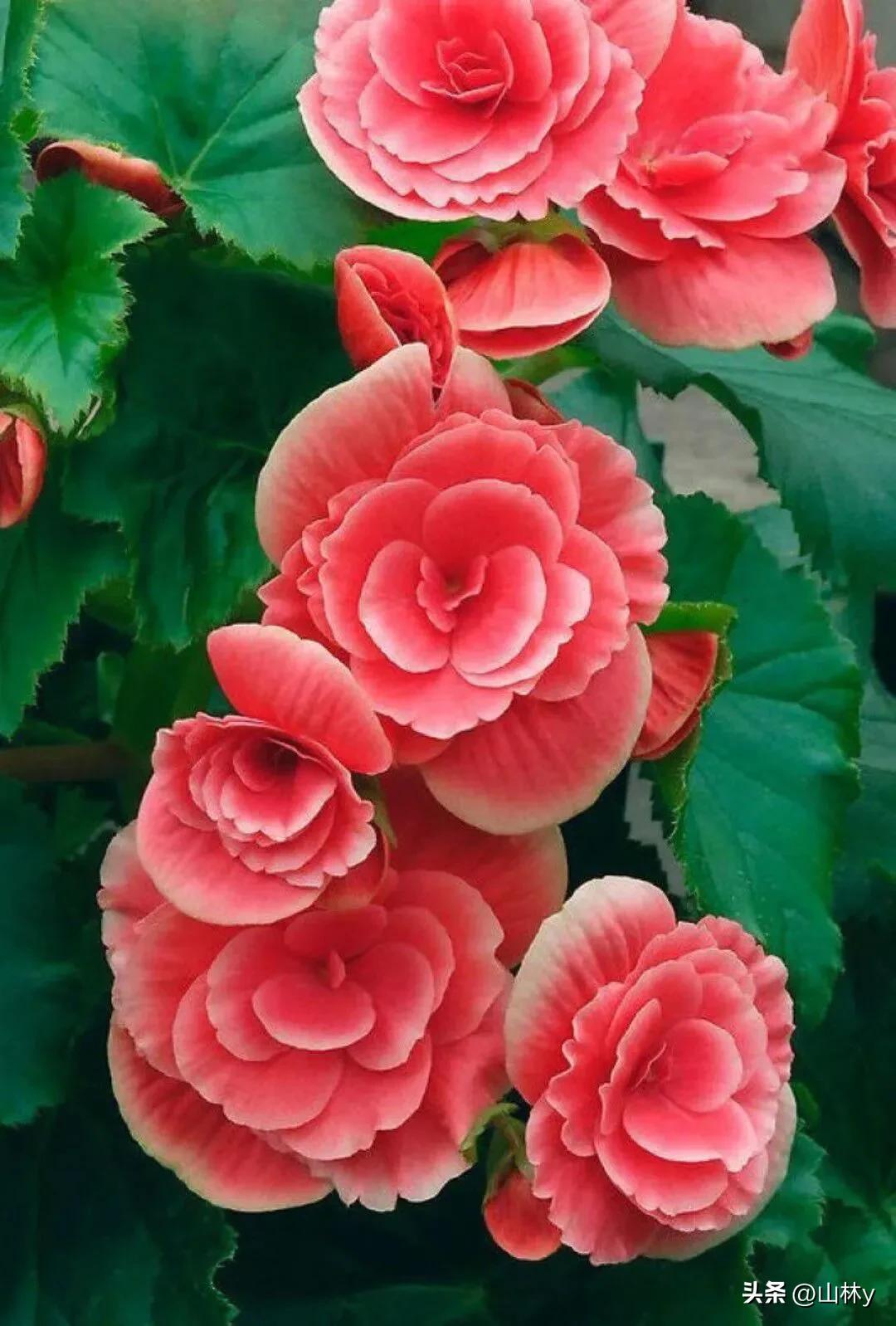 十大绝美花朵,绝美花朵视频