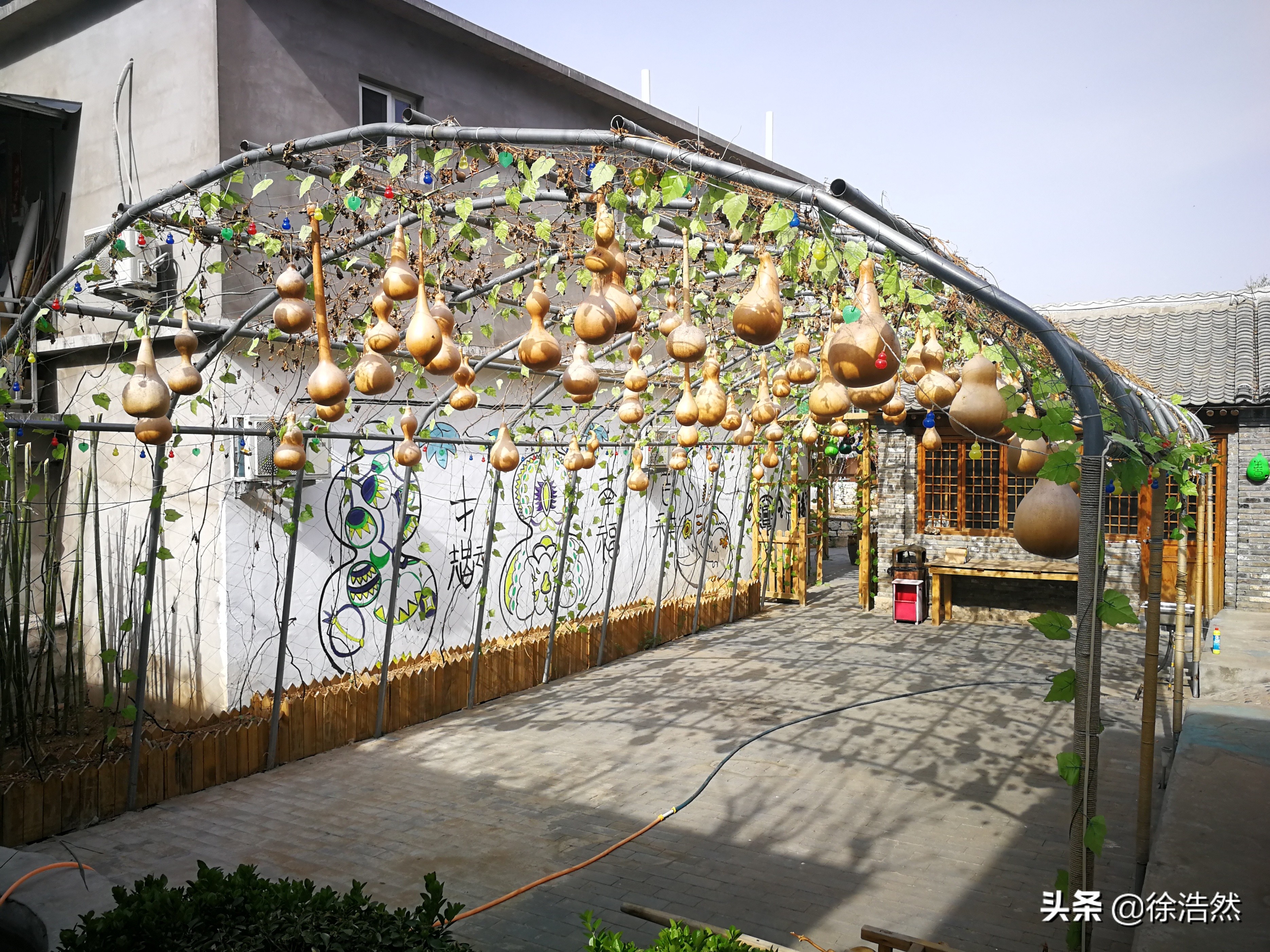 葫芦发家致富,种大葫芦利润