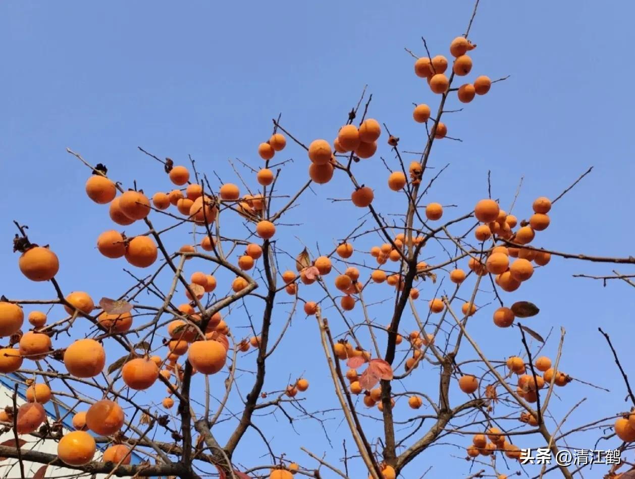 果树清园是先杀虫还是杀菌,果树清园管理方法