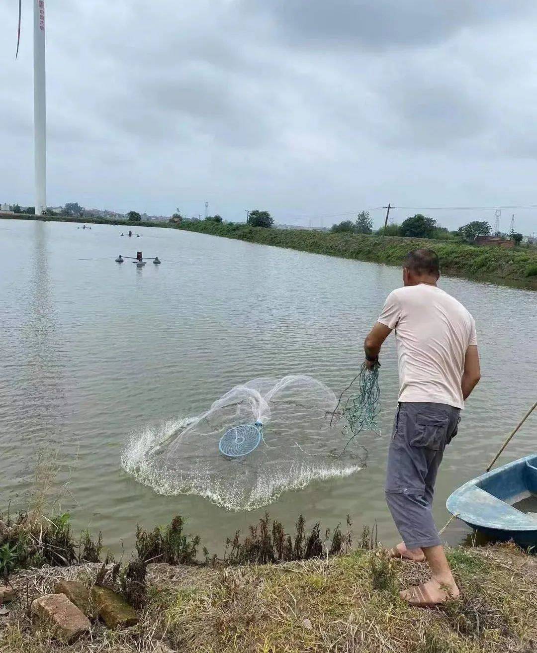 黄颡鱼腹水不吃料怎么办,黄颡鱼腹部有积水怎么解决