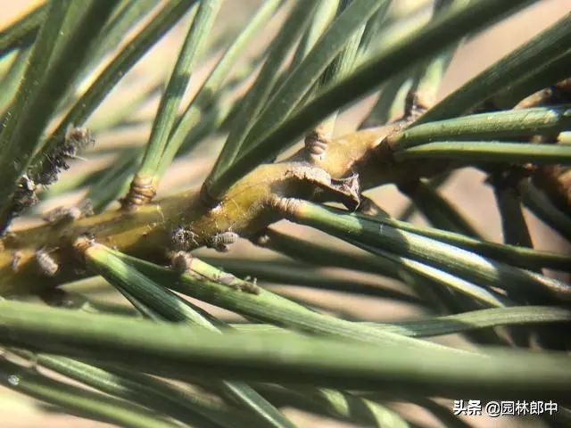 松大蚜为害标准,松树防螟虫