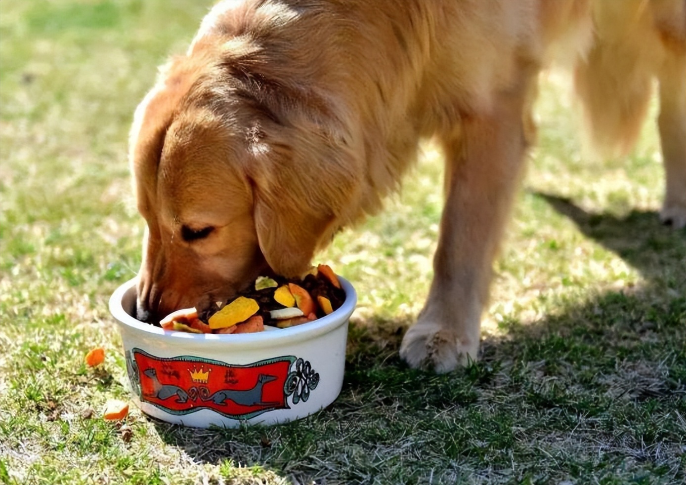 狗狗不能吃的水果清单表,狗狗不能吃的食物完整版
