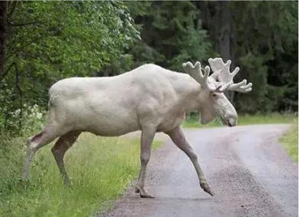 神奇“仙兽”—驼鹿究竟有多牛？很多国家定期猎杀，我国为何保护
