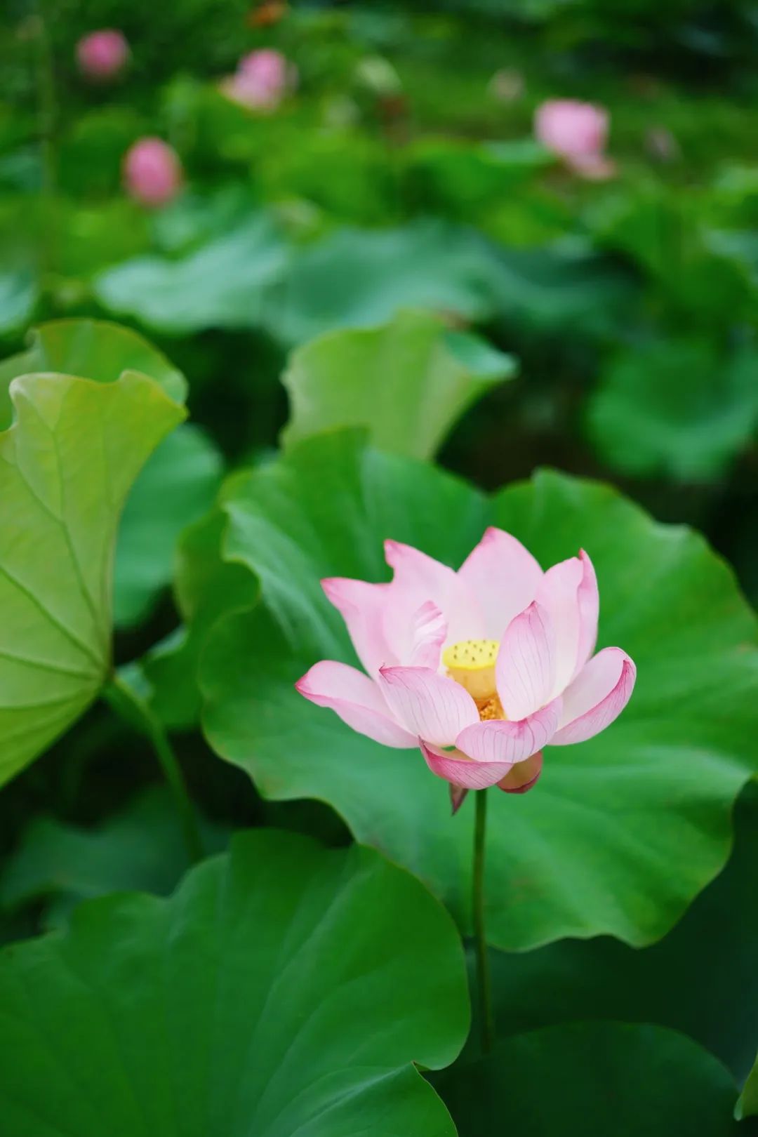 小暑已至！夏日顶流登场，一池荷风，满院莲香，惊艳了整个夏天！