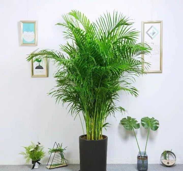 喜阴最好养的10种花,杜鹃花喜阴还是喜散光