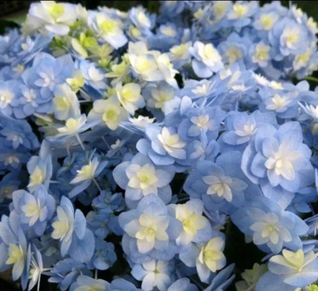 开眼界了!五大突出特征让这种“球花”魔力无限,人见人爱