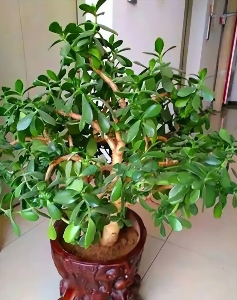 客厅最旺财的4种树,客厅种什么绿植最佳风水好