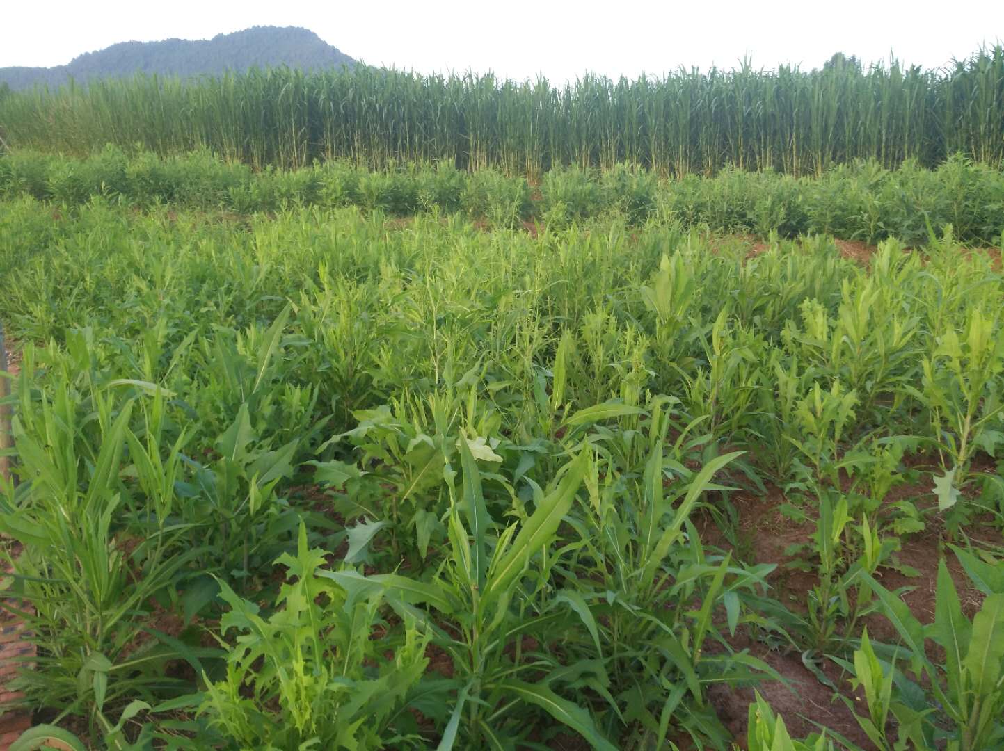 回乡养殖创业项目大全,90后回乡创业养殖