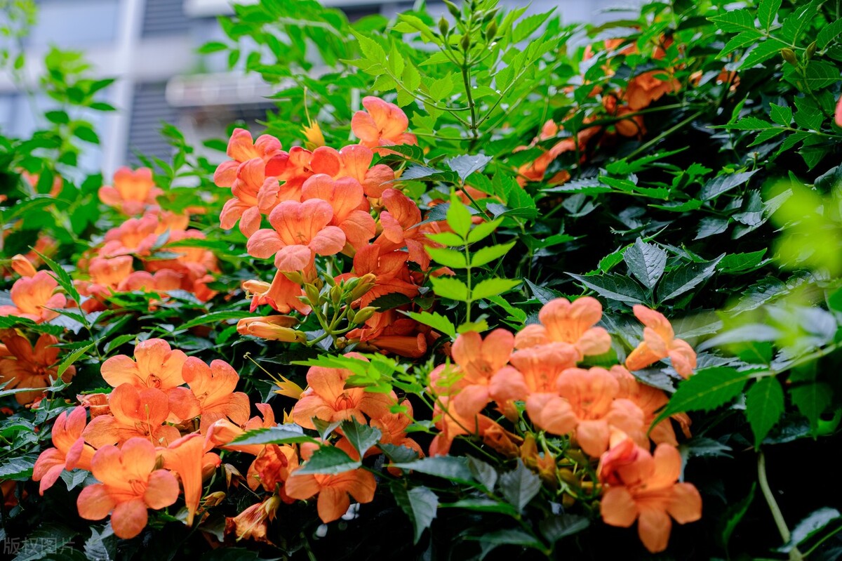 室外冻不死的十种花草,零下30度冻不死的露台植物
