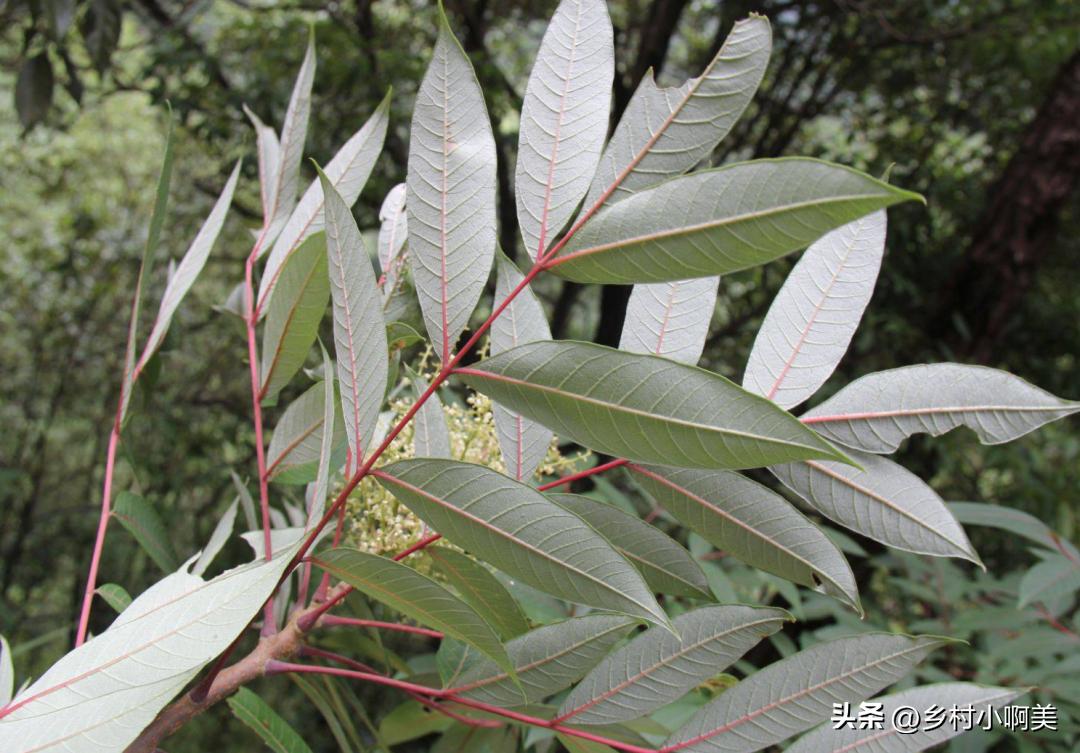 种植1年可收获的经济作物,农民种植一种植物一亩能赚多少钱