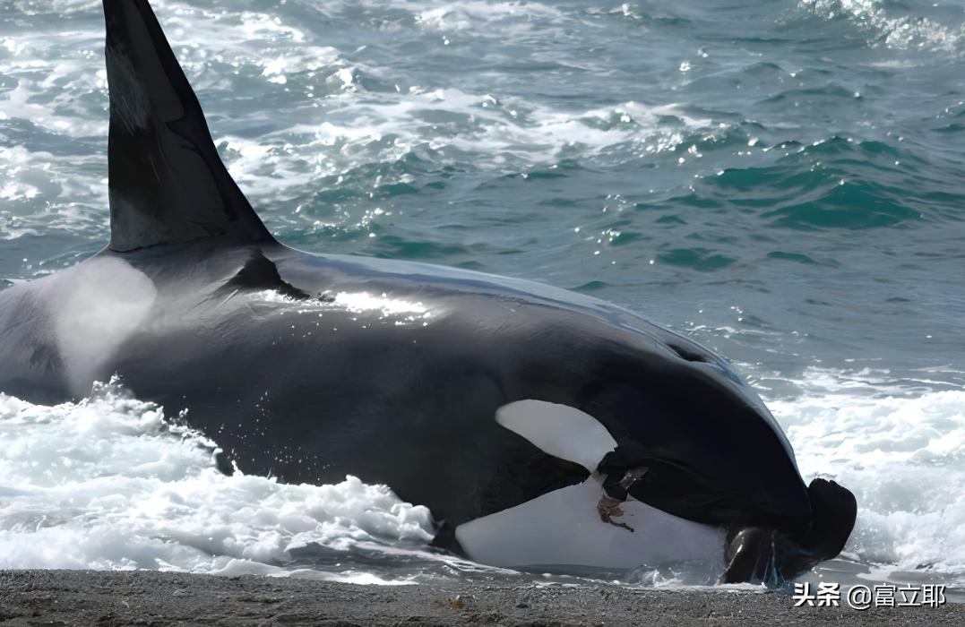 深海巨鲸有多可怕,蓝鲸10秒内就能吞下100吨的海水
