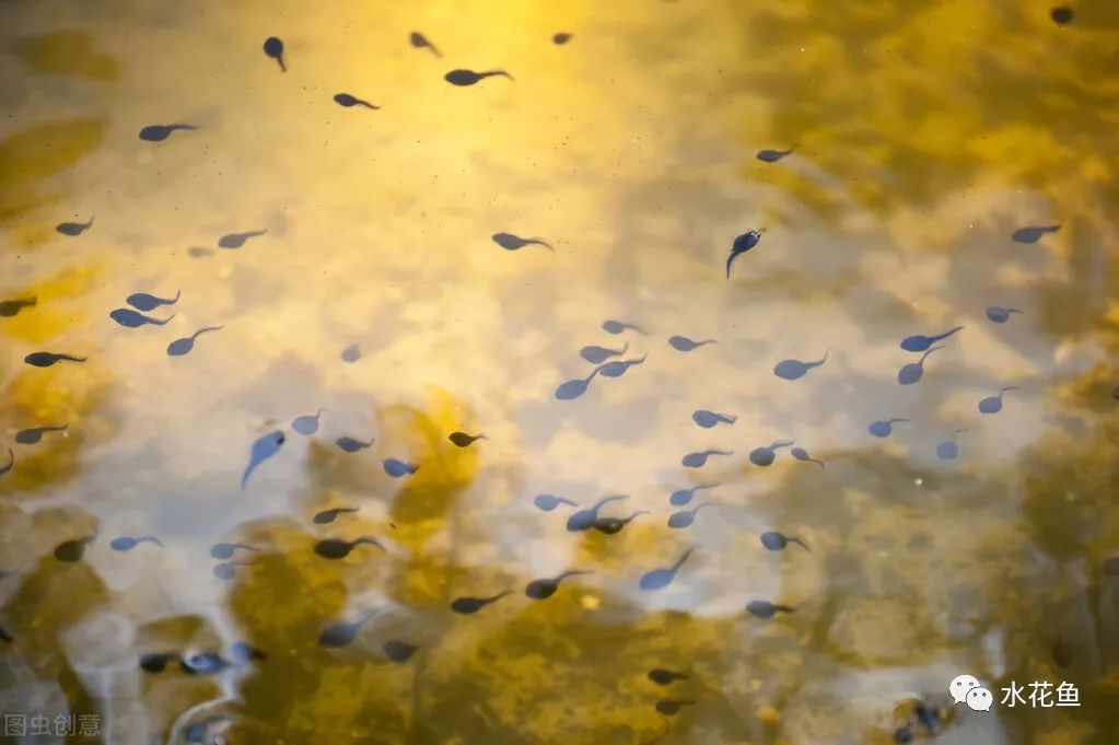 蝌蚪和蟾蜍的卵如何区别,如何分辨蝌蚪长大是青蛙还是蟾蜍