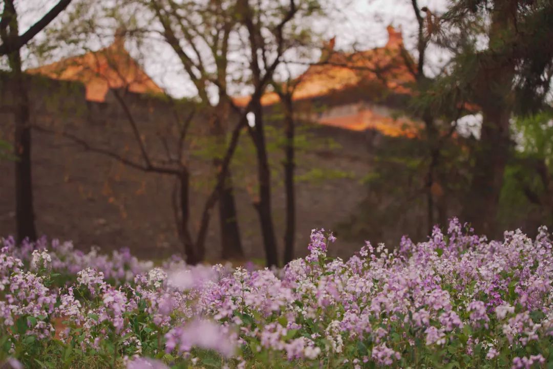 沈阳最近郊游最佳地点,沈阳湿地公园丹顶鹤放飞
