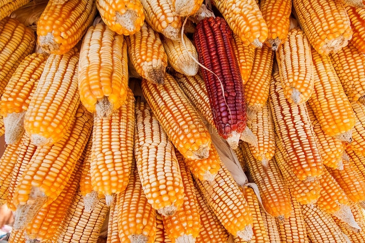 全国玉米价格2021年玉米期货走势,玉米价格走势吉林省的玉米价格