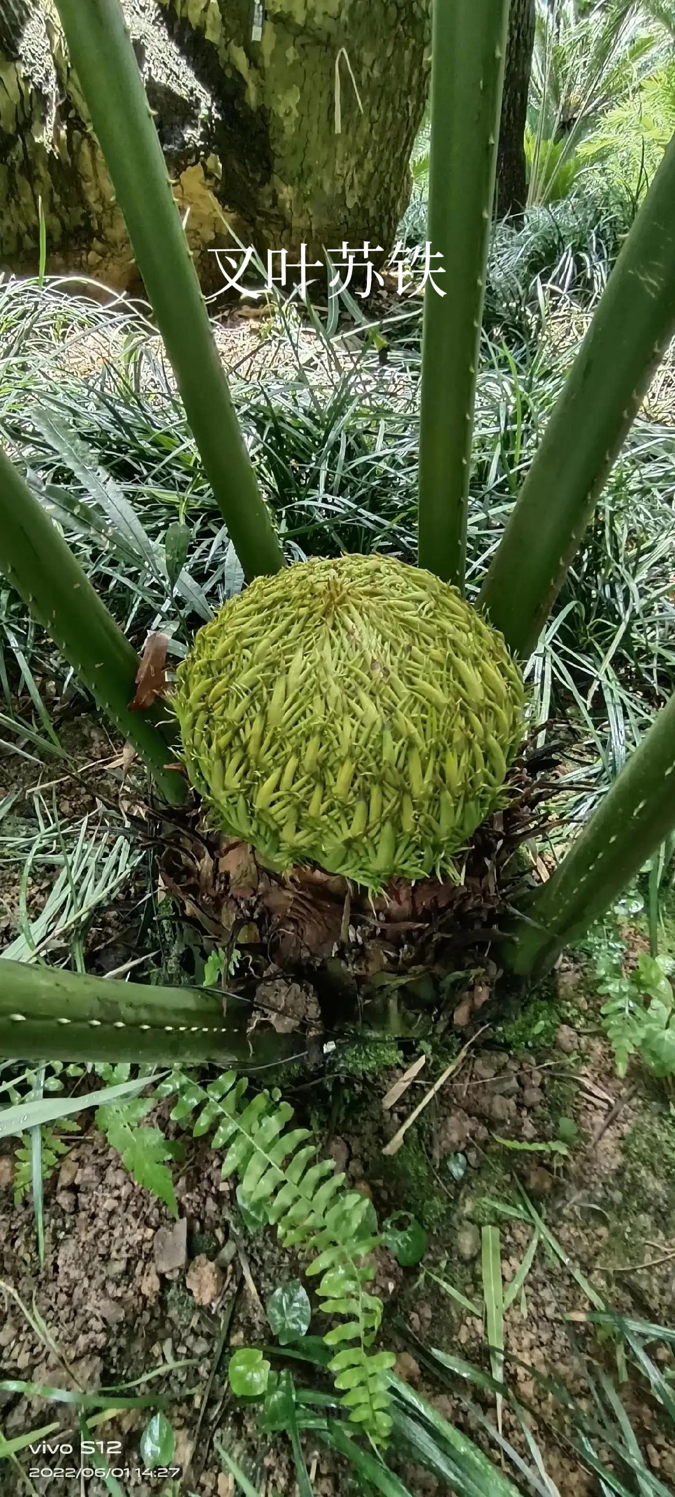 千年铁树开花完整版,千年铁树开花打一小说名