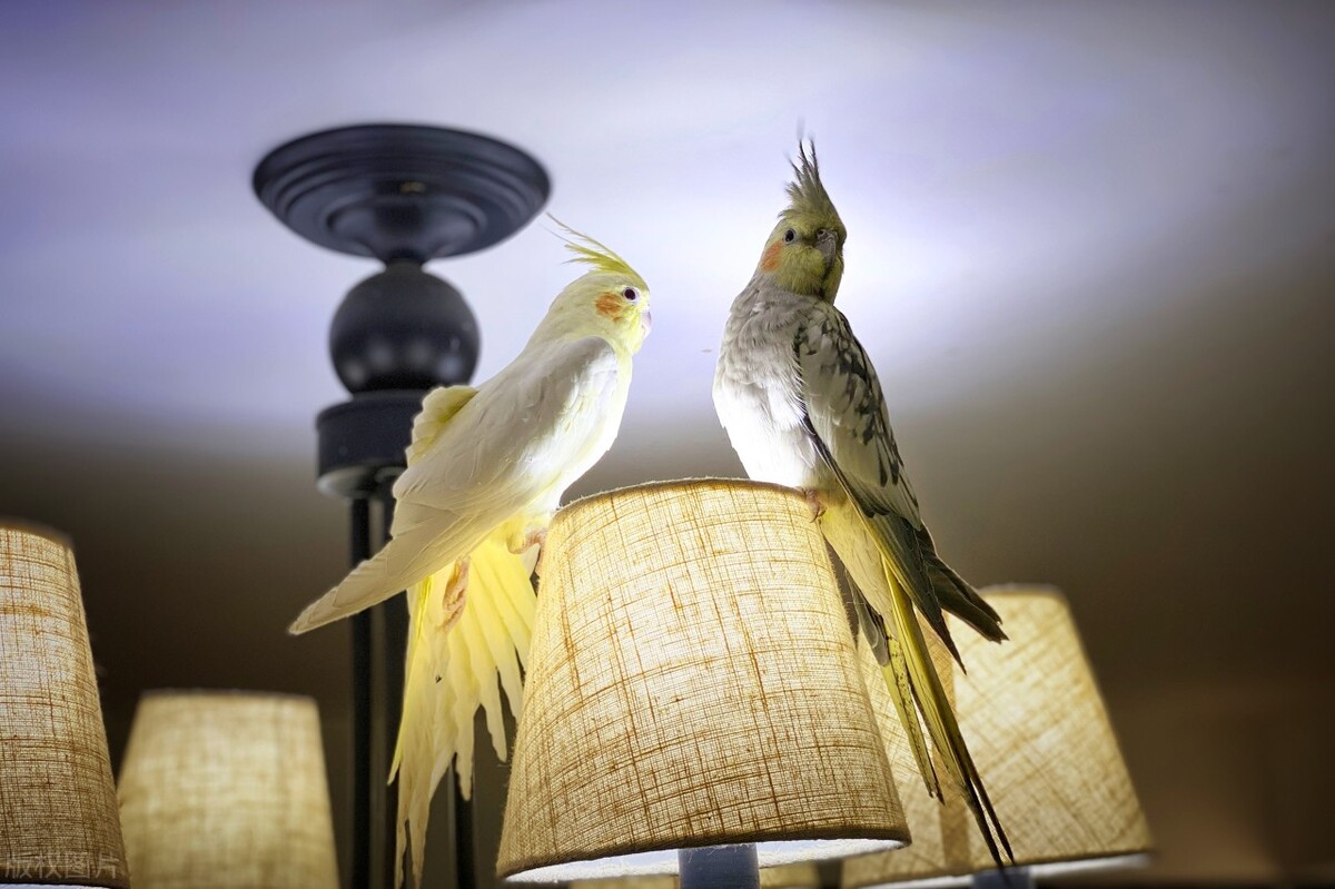 鹦鹉的指甲太长怎么办,鹦鹉到家指甲太长怎么办