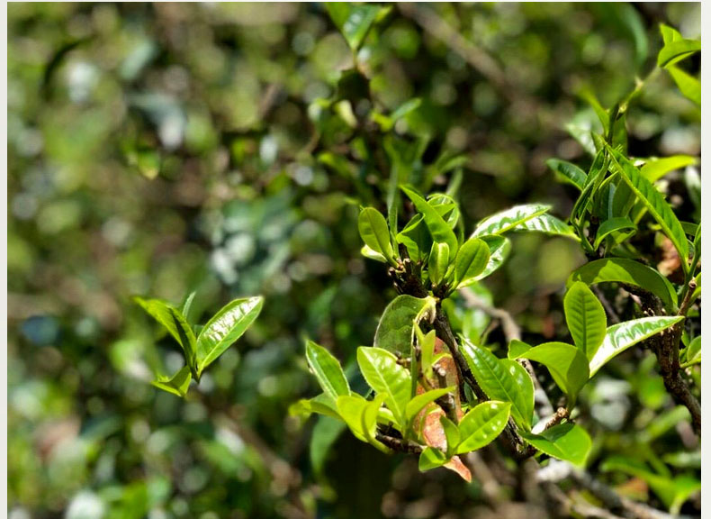 冰岛五寨品鉴,冰岛五寨的口感与香气