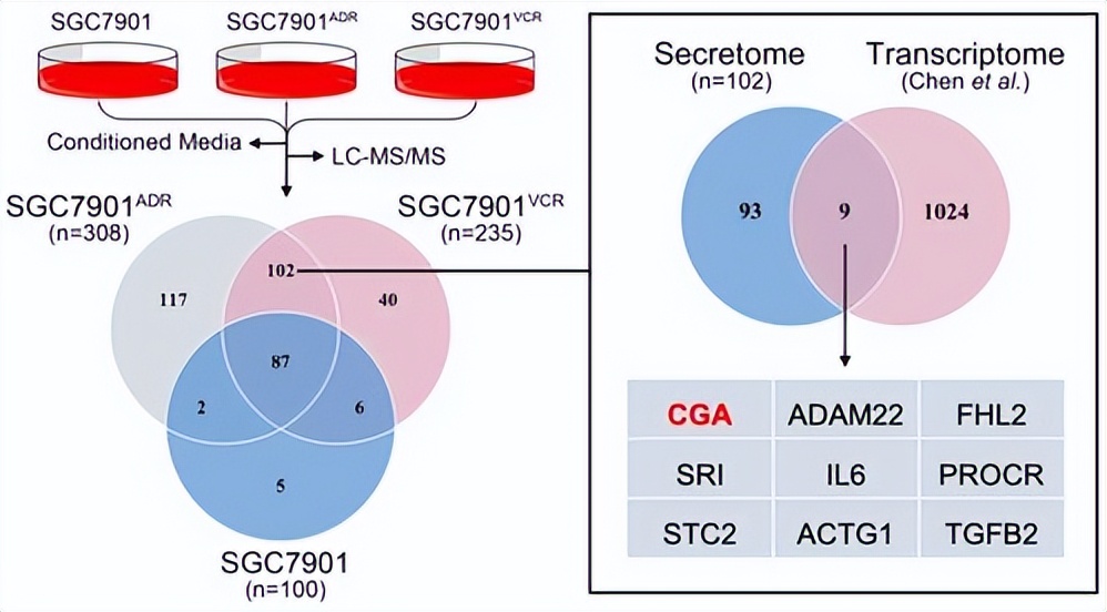 ZIP转运蛋白内部锌摄取的组氨酸突变体细胞活性自我调控机制