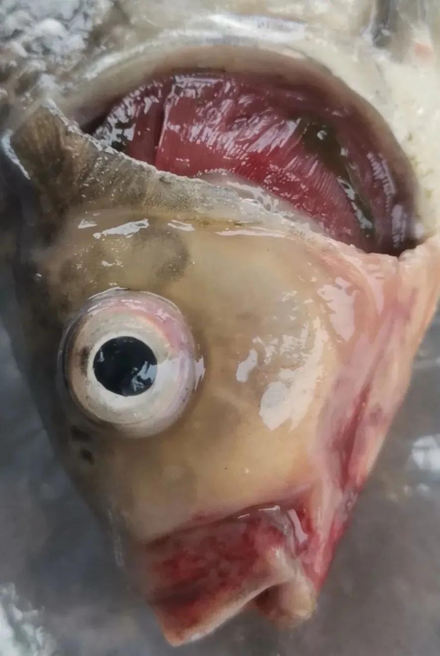 鱼类红嘴病图片,鱼烂嘴病的治疗方法