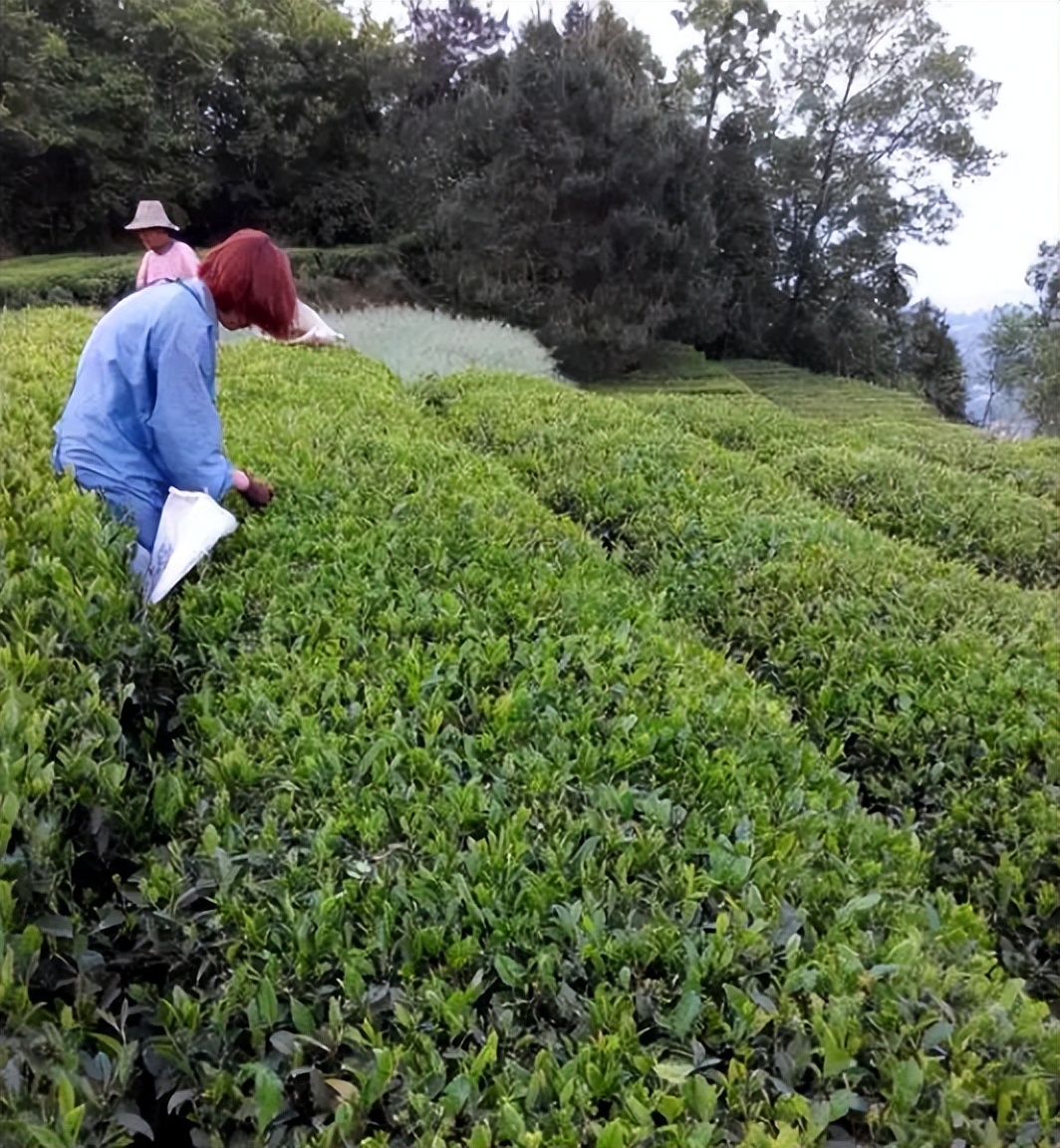 一个被严重低估的城市下一句,宜昌为何发展缓慢