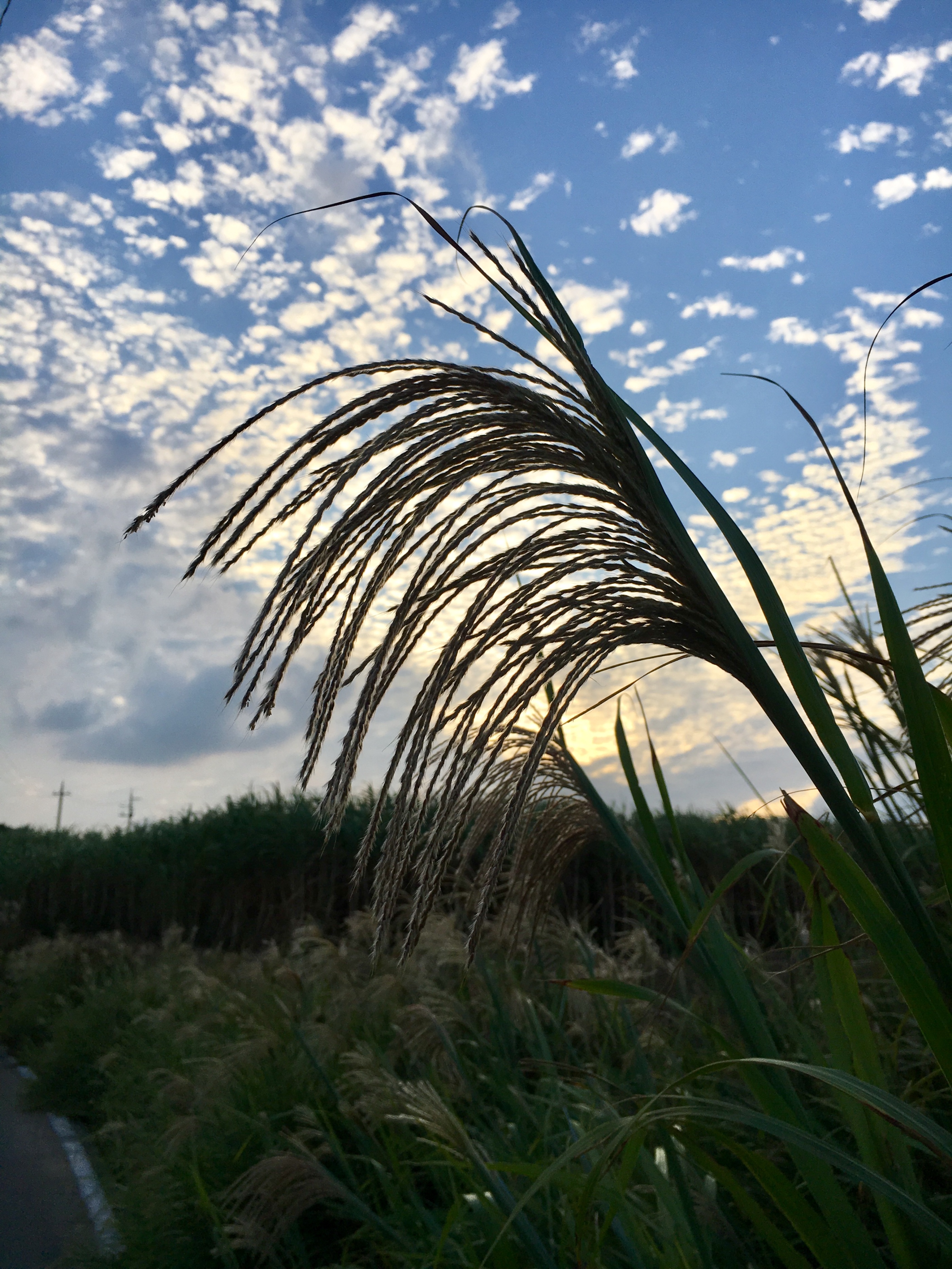 冲绳旅游租车,日本冲绳租车
