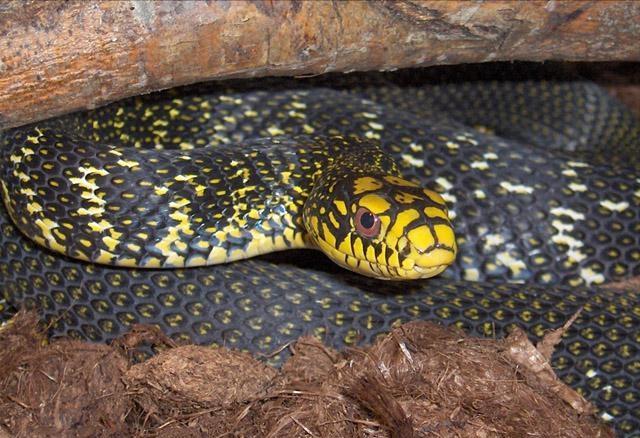 蛇最怕什么雄黄真的能驱蛇吗,蛇真的怕雄黄吗还是其他原因