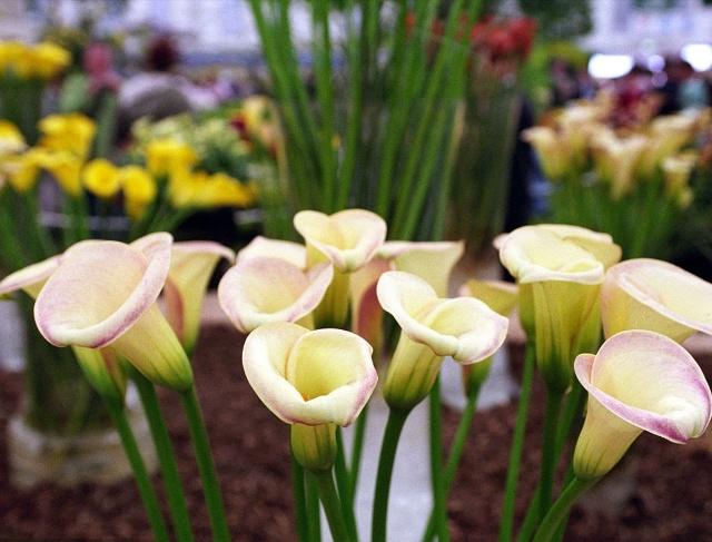 十二星座幸运花解读,十二星座幸运花双鱼座是紫罗兰