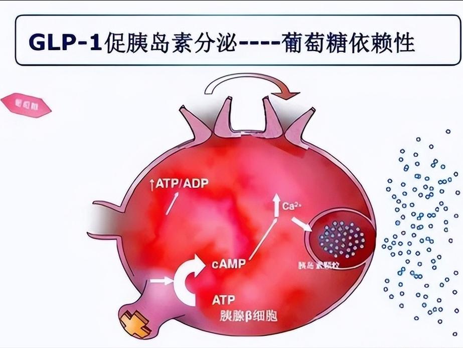 糖尿病药glp1受体激动剂,glp-1受体激动剂降血糖效果好吗