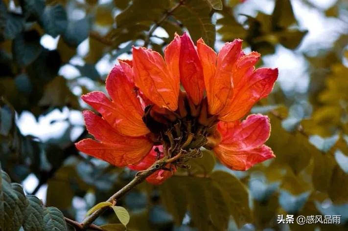 九十九朵美丽的国花送给你