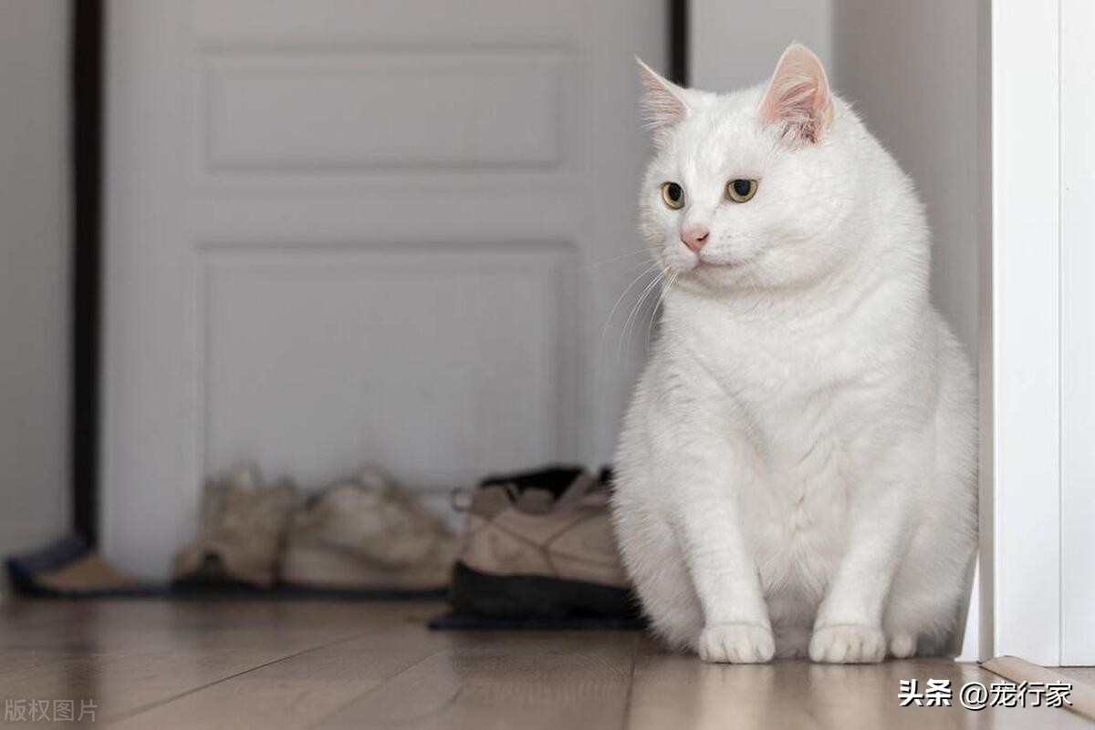 猫咪屁股痒痒,猫咪屁股特别湿是怎么回事